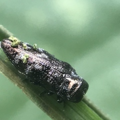 Taphrocerus albodistinctus