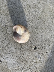 Hygromia cinctella