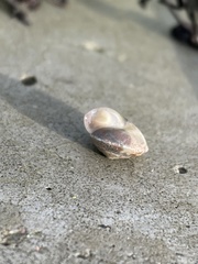 Hygromia cinctella