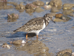 Arenaria interpres