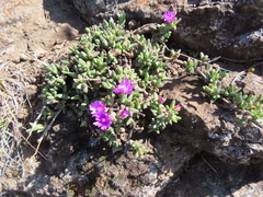 Delosperma lavisiae