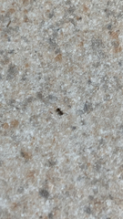 Formicinae