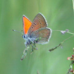 Lycaena hippothoe