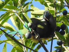 Ptilinopus magnificus