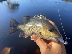 Lutjanus griseus