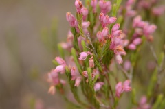 Erica palliiflora