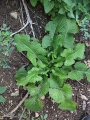 Lactuca biennis