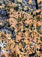 Xanthomendoza weberi