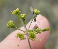 Anginon swellendamense