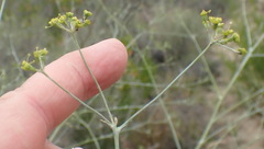 Anginon swellendamense