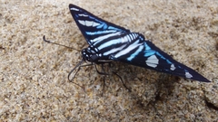 Jemadia sosia
