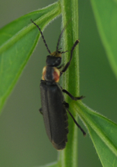 Silinae