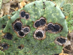 Phyllosticta concava