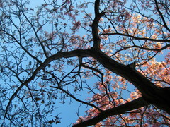 Tabebuia rosea