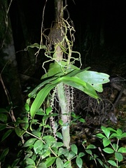 Peristeranthus hillii