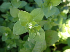 Stellaria media