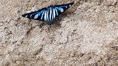 Jemadia sosia
