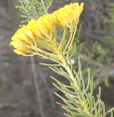 Athanasia vestita