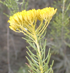 Athanasia vestita