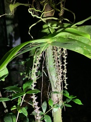 Peristeranthus hillii