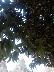 Ehretia latifolia