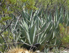 Agave asperrima
