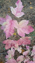 Acer ginnala