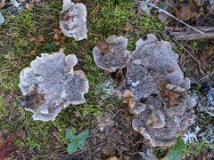 Phellodon confluens