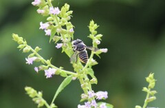 Leptorachis