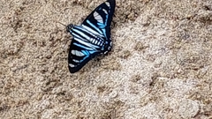 Jemadia sosia