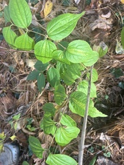 Philadelphus coronarius