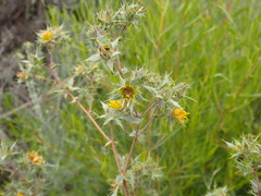 Berkheya onobromoides carlinoides