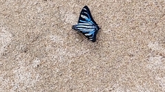 Jemadia sosia