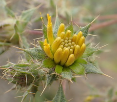 Berkheya onobromoides carlinoides