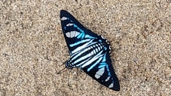 Jemadia sosia