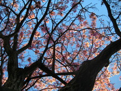 Tabebuia rosea