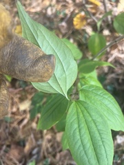 Philadelphus coronarius