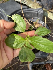 Acalypha phleoides