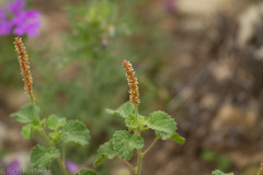 Acalypha monostachya