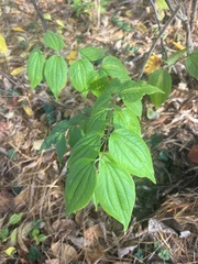 Philadelphus coronarius