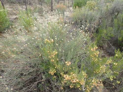 Image of Phymaspermum leptophyllum by (c) Nicola van Berkel, some rights reserved (CC BY-SA)