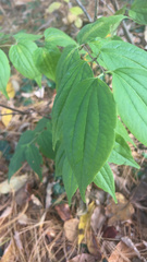 Philadelphus coronarius