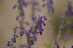 Salvia farinacea
