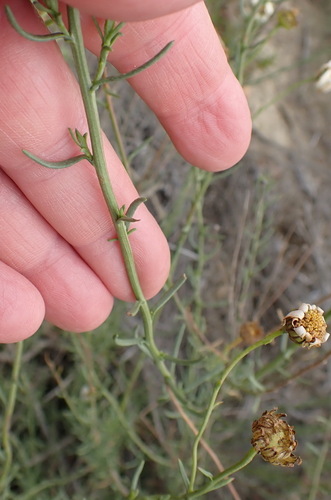 Image of Phymaspermum leptophyllum by (c) Nicola van Berkel, some rights reserved (CC BY-SA)