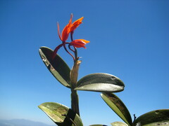 Guarianthe aurantiaca