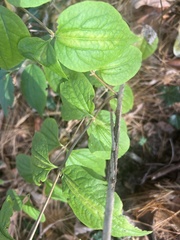 Philadelphus coronarius