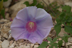 Ipomoea lindheimeri