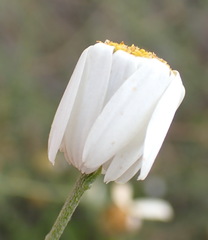 Phymaspermum leptophyllum