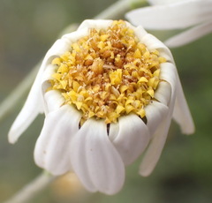 Phymaspermum leptophyllum