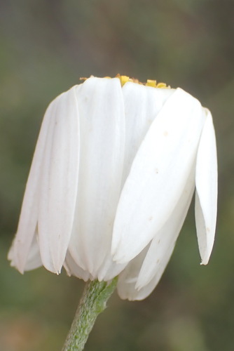 Image of Phymaspermum leptophyllum by (c) Nicola van Berkel, some rights reserved (CC BY-SA)